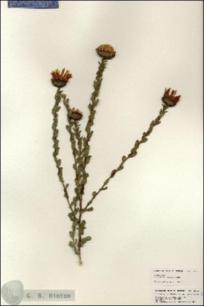 URN_catalog_HBHinton_herbarium_25402.jpg.jpg