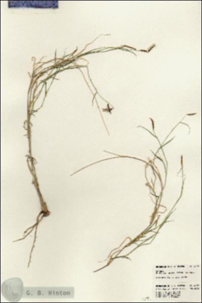 URN_catalog_HBHinton_herbarium_23189.jpg.jpg