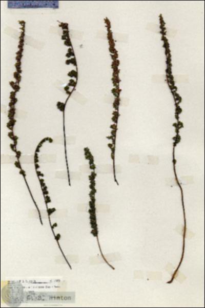 URN_catalog_HBHinton_herbarium_19453.jpg.jpg