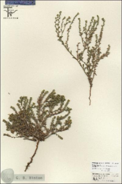URN_catalog_HBHinton_herbarium_25783.jpg.jpg