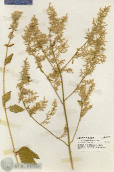 URN_catalog_HBHinton_herbarium_20022.jpg.jpg