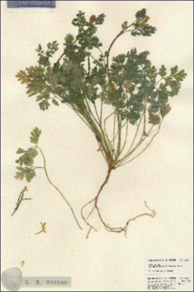 URN_catalog_HBHinton_herbarium_22601.jpg.jpg