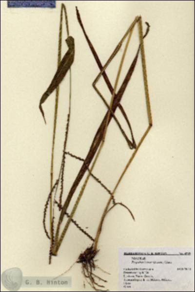 URN_catalog_HBHinton_herbarium_4515.jpg.jpg