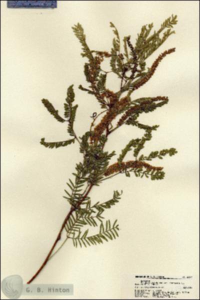 URN_catalog_HBHinton_herbarium_22174.jpg.jpg