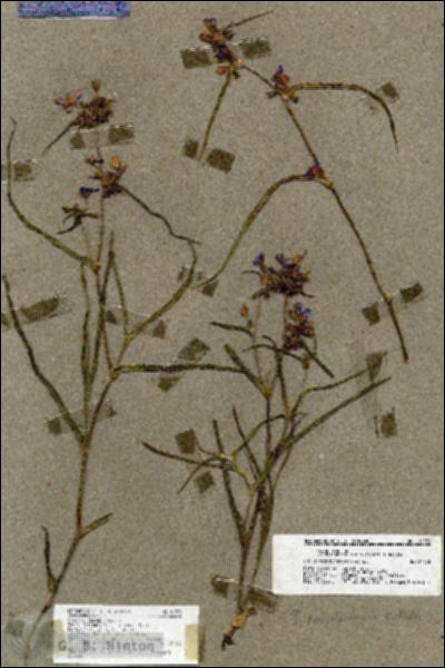URN_catalog_HBHinton_herbarium_18972.jpg.jpg