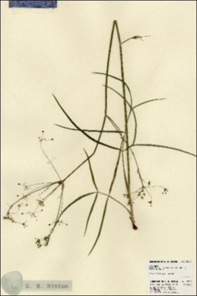 URN_catalog_HBHinton_herbarium_23305.jpg.jpg