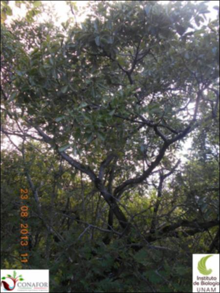 70487_S1_ARC_20130823_001_002.jpg.jpg