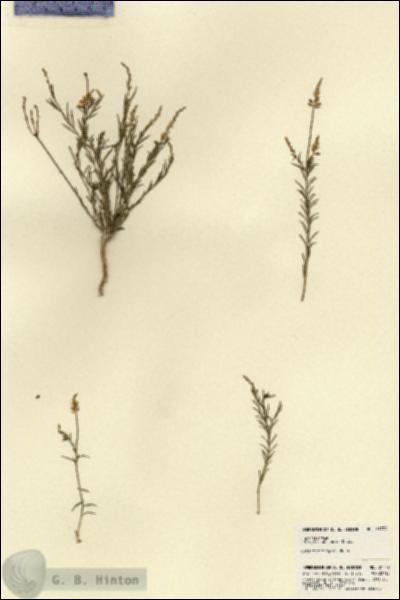 URN_catalog_HBHinton_herbarium_21779.jpg.jpg