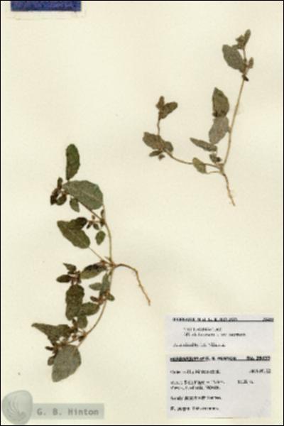 URN_catalog_HBHinton_herbarium_28433.jpg.jpg