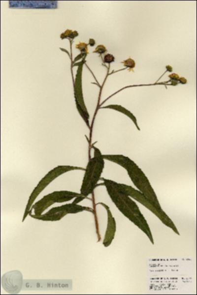 URN_catalog_HBHinton_herbarium_22465.jpg.jpg