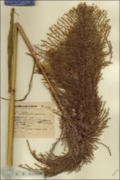 URN_catalog_HBHinton_herbarium_2993.jpg.jpg