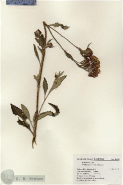 URN_catalog_HBHinton_herbarium_18292.jpg.jpg