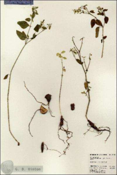 URN_catalog_HBHinton_herbarium_23403.jpg.jpg