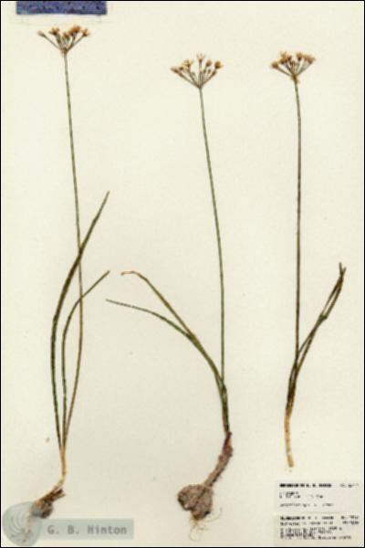 URN_catalog_HBHinton_herbarium_23744.jpg.jpg