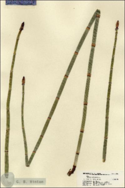 URN_catalog_HBHinton_herbarium_21856.jpg.jpg
