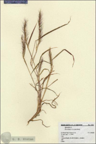 URN_catalog_HBHinton_herbarium_6802.jpg.jpg
