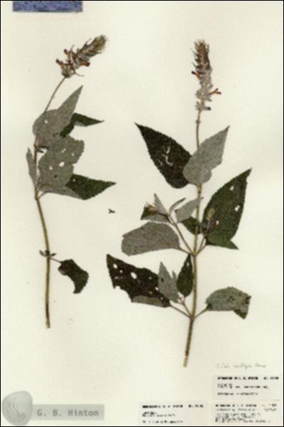 URN_catalog_HBHinton_herbarium_21385.jpg.jpg