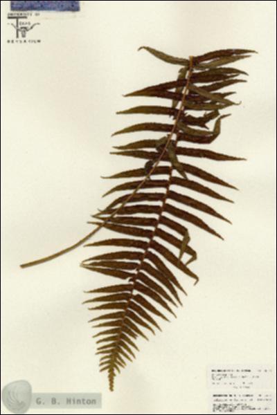 URN_catalog_HBHinton_herbarium_26045.jpg.jpg