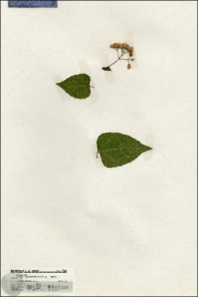 URN_catalog_HBHinton_herbarium_20048.jpg.jpg