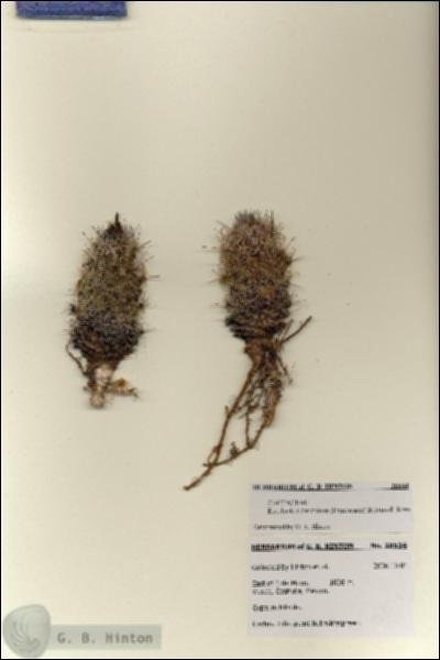 URN_catalog_HBHinton_herbarium_28534.jpg.jpg