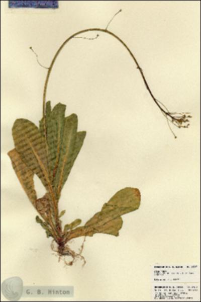 URN_catalog_HBHinton_herbarium_21847.jpg.jpg