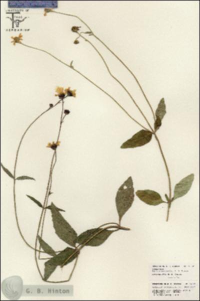 URN_catalog_HBHinton_herbarium_26082.jpg.jpg