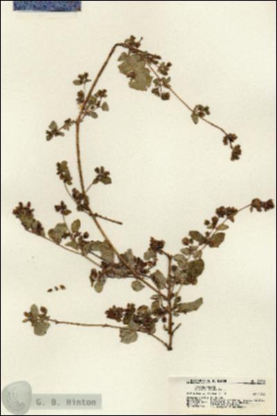 URN_catalog_HBHinton_herbarium_21768.jpg.jpg