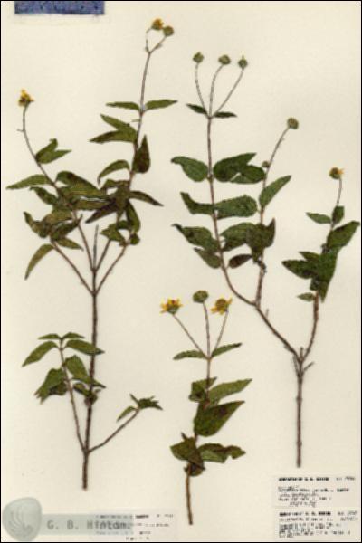 URN_catalog_HBHinton_herbarium_23749.jpg.jpg