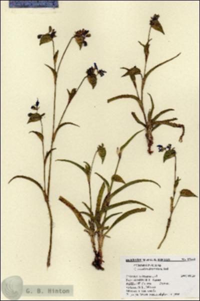URN_catalog_HBHinton_herbarium_27660.jpg.jpg