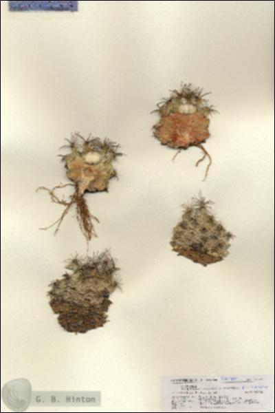 URN_catalog_HBHinton_herbarium_27113.jpg.jpg