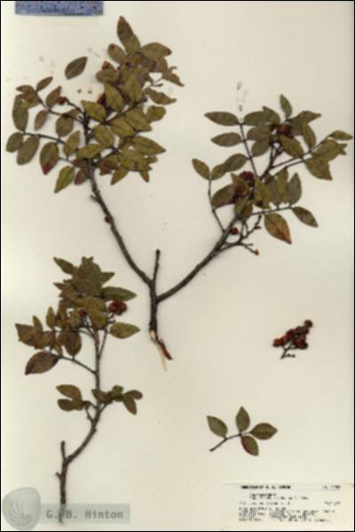 URN_catalog_HBHinton_herbarium_21753.jpg.jpg