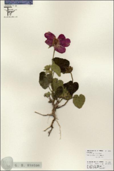 URN_catalog_HBHinton_herbarium_25887.jpg.jpg