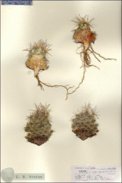 URN_catalog_HBHinton_herbarium_27114.jpg.jpg
