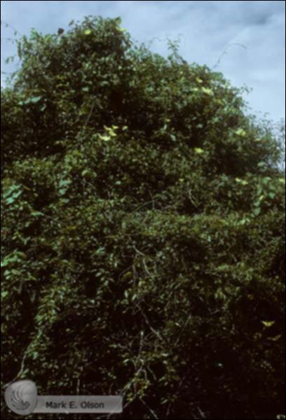 10195.jpg.jpg