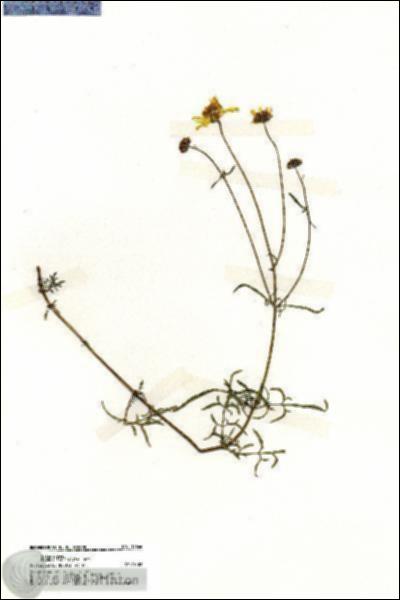 URN_catalog_HBHinton_herbarium_19666.jpg.jpg