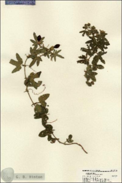 URN_catalog_HBHinton_herbarium_22256.jpg.jpg