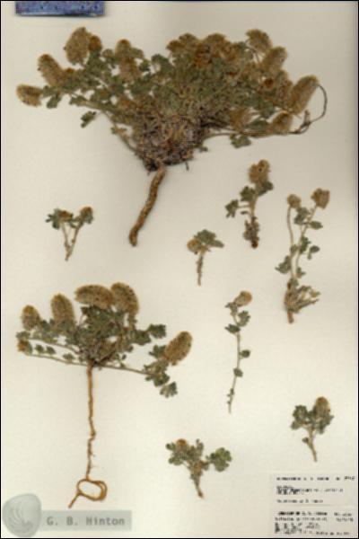 URN_catalog_HBHinton_herbarium_23567.jpg.jpg