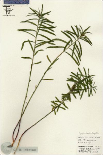 URN_catalog_HBHinton_herbarium_25629.jpg.jpg
