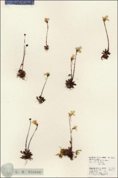 URN_catalog_HBHinton_herbarium_25195.jpg.jpg