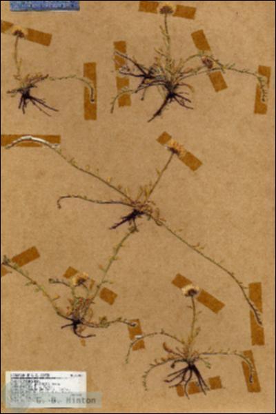 URN_catalog_HBHinton_herbarium_17390.jpg.jpg