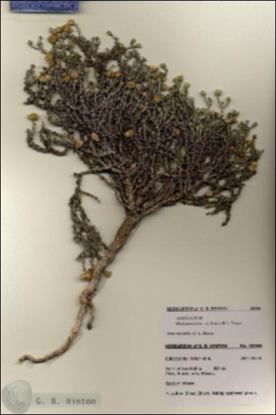 URN_catalog_HBHinton_herbarium_28398.jpg.jpg