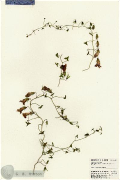 URN_catalog_HBHinton_herbarium_23041.jpg.jpg