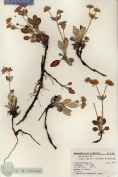 URN_catalog_HBHinton_herbarium_17197.jpg.jpg