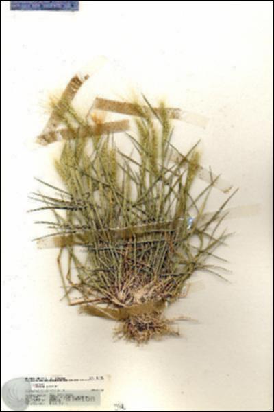 URN_catalog_HBHinton_herbarium_19425.jpg.jpg