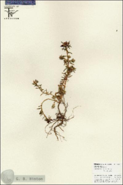 URN_catalog_HBHinton_herbarium_25840.jpg.jpg