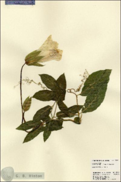URN_catalog_HBHinton_herbarium_23217.jpg.jpg