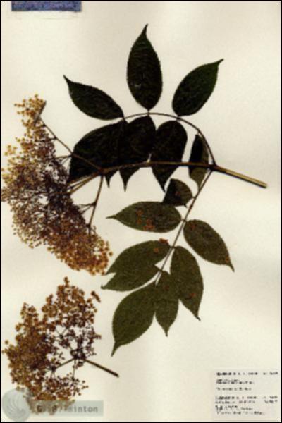 URN_catalog_HBHinton_herbarium_24175.jpg.jpg