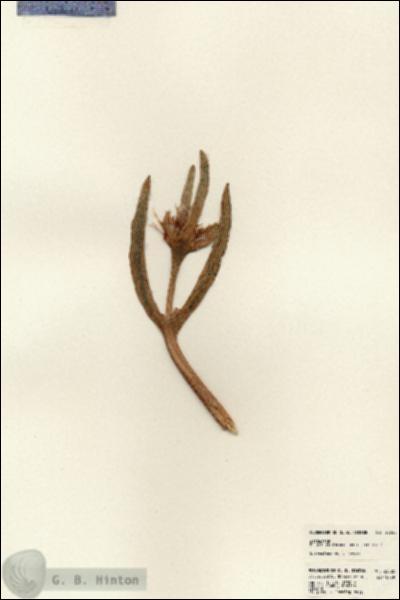URN_catalog_HBHinton_herbarium_23525.jpg.jpg