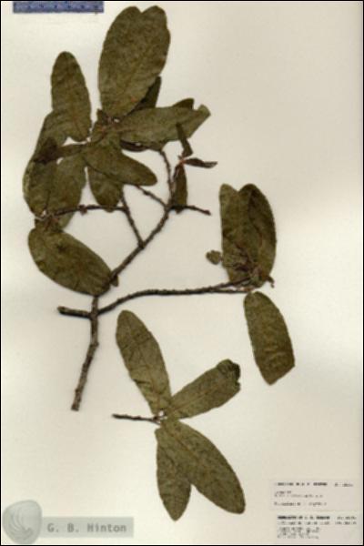 URN_catalog_HBHinton_herbarium_25291.jpg.jpg
