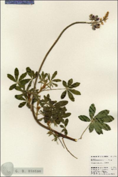 URN_catalog_HBHinton_herbarium_24014.jpg.jpg